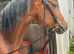 Section D, 15.1hh, Bay Mare, 5yr old
