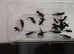 Italian Alpine Newt for sale