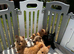 Scottish terrier puppies