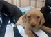 Stunning labs ready now
