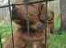 5 Beautiful Cavapoochon Puppies