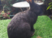 PURE BRED Continental Giant kits - Vaccinated - RESERVE