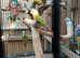 Conures for sale