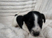 4 Jack Russel Puppy’s