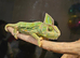 2 Adult Yemen Chameleons
