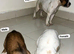 american bulldog puppies