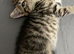 Bean the British Shorhair x Siberian