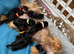 Yorkshire terrier puppy's for sale > 1 girl < > 1 boy <