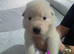 Beautiful litter of GSD puppies for sale
