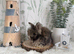 Vaccinated English Angora Babies