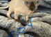 sphynx canadian kittens ready to leave now