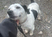 Black/white mini jack russel boy available for stud