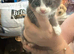 4 beautiful kittens 3 girls & 1 boy