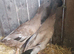 Pair of khaki Campbell ducks