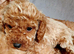 Miniature poodle