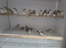 Zebra finch for sale