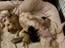 Stunning Cavapoo puppies for sale