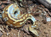 Blood Python het T- Albino at Birmingham Reptiles