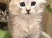2 x British longhair x Mainecoon Males