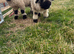 Valais Blacknose Wethers x 2 for sale
