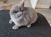 Pure Netherland Dwarf babies Blue