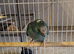 Blue Cream Kakariki