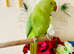 Untame Indian Ringneck 100&pound; only