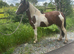 Outstanding filly to make 14&rsquo;plus