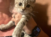 Gccf Handsome male British shorthair kitten