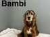 Bambi litter of 3 puppies left now ready