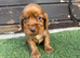 Cocker spaniel puppies