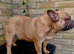 RED FAWN MALE FRENCH BULLDOG