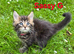 Maine Coon kittens for sale