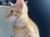 7 Stunning Turkish Angora Mix Breed Kittens