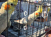 Healthy Cockatiels For Sale – Proven Breeders