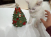 Stunningly cute and confident rare flame point kittens