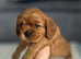 Beautiful Cavalier King Charles Spaniel