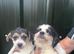 Beautiful bichion X Jack russle pups