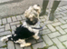 Adult male Biewer Terrier neutered