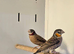 Cut-Throat Finches,7