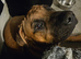 6 month Cane Corso X
