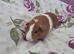 3 guinea pig sows hairless carriers