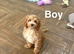 Beautiful apricot cockapoo girls and boys available