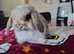 Two Baby Tri mini lops available