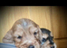 Beautiful KC registered Cocker Spaniels
