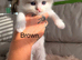 Seal bicolour & blue point ragdolls