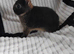 Baby rabbits for sale