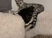 2 Bengal Girl Kittens