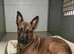 Belgian Shepherd Female Pup