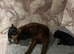 Patterdale pups